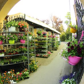 Blumen Luser-Grosch
