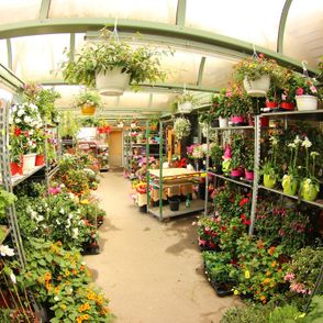 Blumen Luser-Grosch