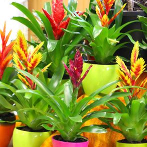 Blumen Luser-Grosch